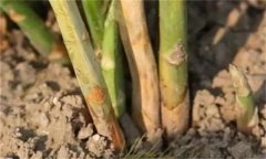 蘆筍莖枯病是什么病菌，其流行規(guī)律是什么？