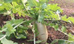 怎樣栽培冬蘿卜？冬蘿卜種植時間和方法