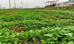 油菜日光溫室早春、秋延遲栽培技術(shù)要點(diǎn)有哪些
