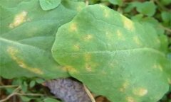 怎樣防治油菜霜霉病，有哪些癥狀表現(xiàn)？