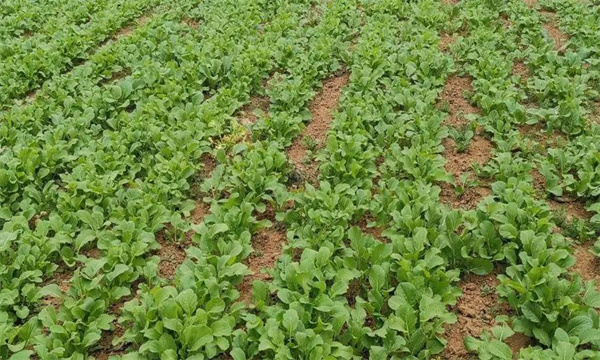 油菜密播育苗、分批移栽好不好
