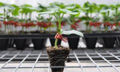 苦瓜嫁接有什么好處 苦瓜嫁接后如何管理？