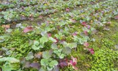 油菜秧苗葉片變紅是什么原因造成的？