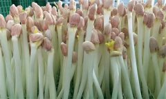 花生芽苗菜生產(chǎn)培育技術(shù)要點有哪些？