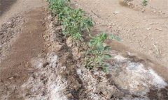 為什么番茄只長根、不開果？