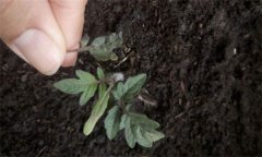茄子僵果、裂口、落花落果的原因及解決辦法