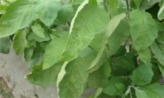 茄子缺氮、磷、鉀癥的癥狀是什么，如何矯正?
