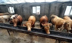 肉牛育肥對水質(zhì)的要求 怎樣提高肉牛的采食量？