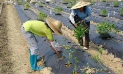 辣椒施用沖施肥有什么優(yōu)點 需要注意哪些問題？