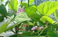 蕓豆不結莢的原因是什么 如何提高蕓豆結莢率？