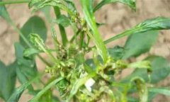 如何防治辣椒三落：落葉、落花、落果