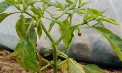 辣椒葉黃且落花落果是什么原因？