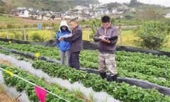 從外地引種草莓應(yīng)注意哪問(wèn)題？