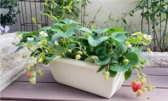 盆栽草莓怎么種？