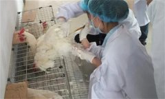 雞人工授精技術(shù)的優(yōu)越性有哪些？
