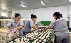 孵化用的種蛋為何要進(jìn)行預(yù)溫？