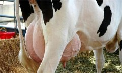 如何飼養(yǎng)泌乳初期奶牛？