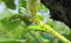 如何防治蘋(píng)果綿蚜？